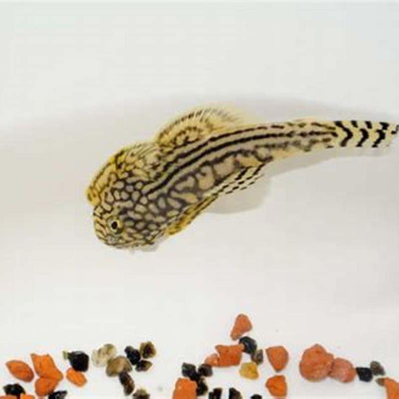 Can I keep a single Hillstream Loach?