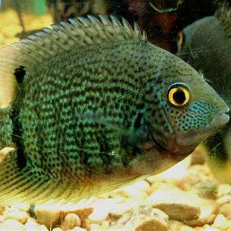 Can I keep Severums with African cichlids?