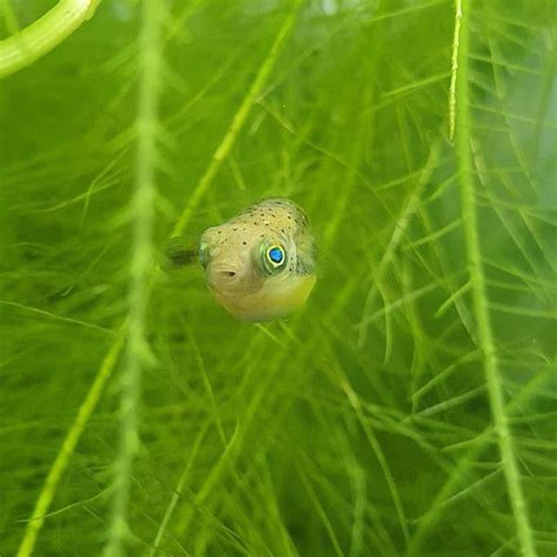 Can I pet my pea puffer?