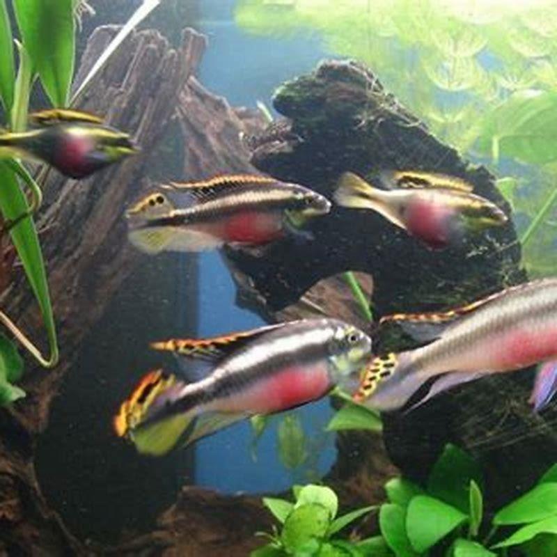 Can jewel cichlids live together?