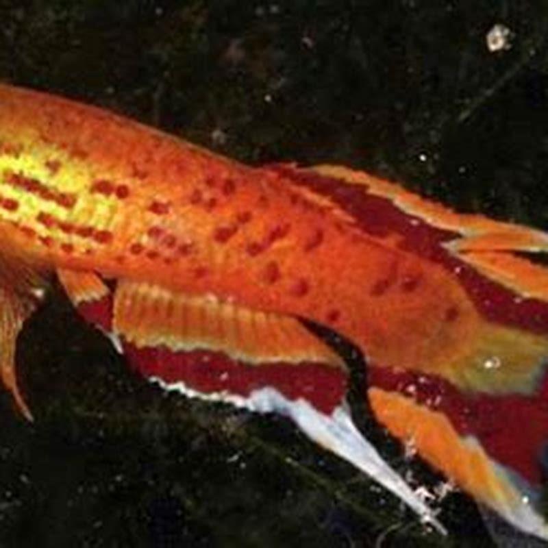 Can killifish be eaten?