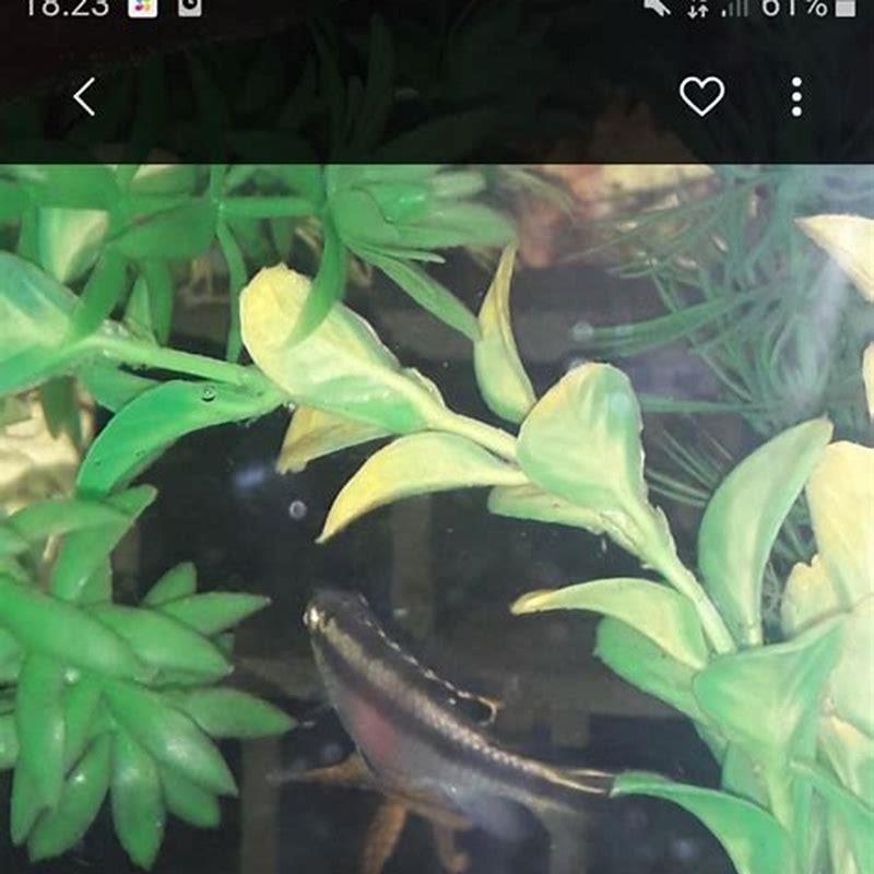 Can Kribensis live with guppies?