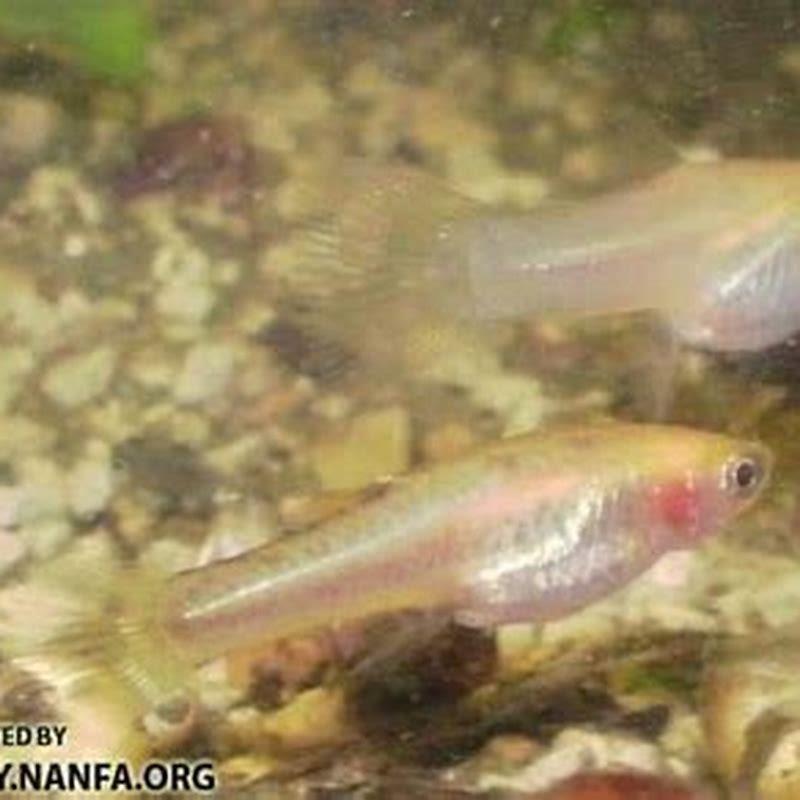 Can least killifish breed with guppies?