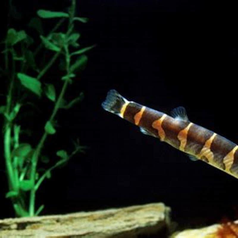 Can loaches be kept alone?