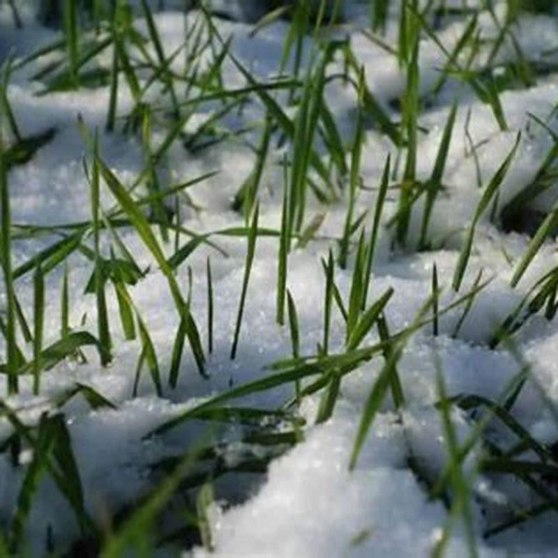 Can medaka survive winter?