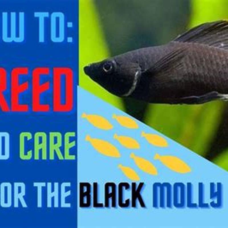 Can Molly Breed With Goldfish DIY Seattle   Can Molly Breed With Goldfish 