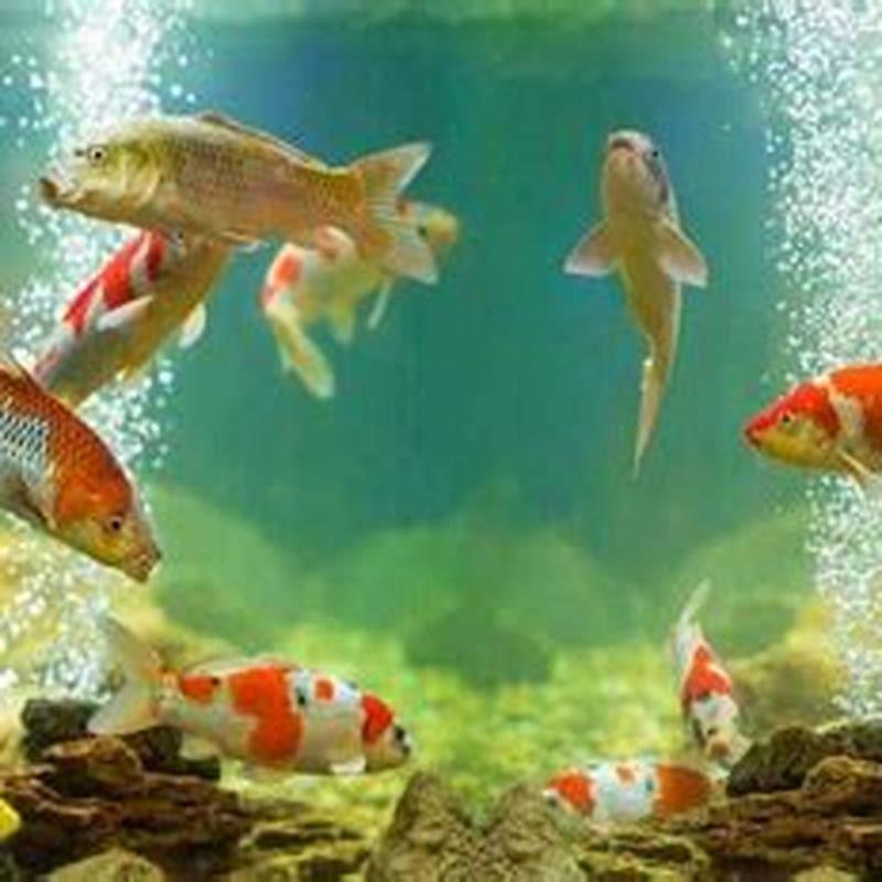 Can Molly fish live with sharks?