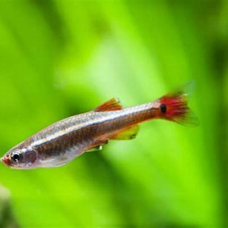 Can Mountain Minnows Live In Warm Water DIY Seattle can-mountain-minnows-live-in-warm-water-diy-seattle