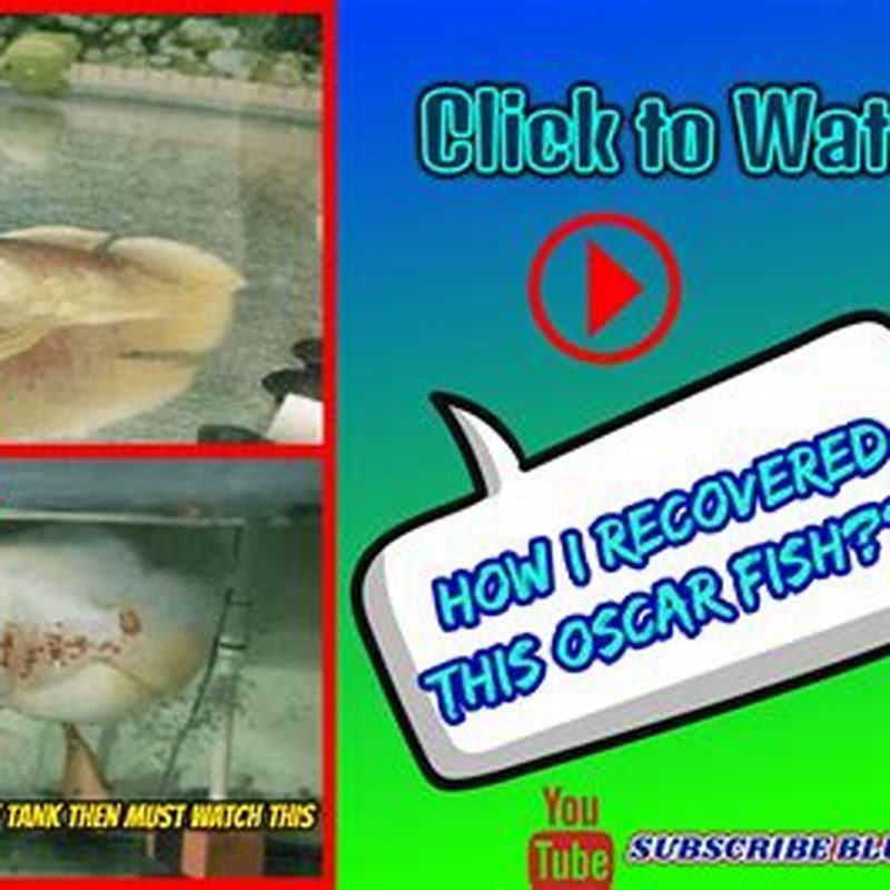 Can oscar fish be eaten?