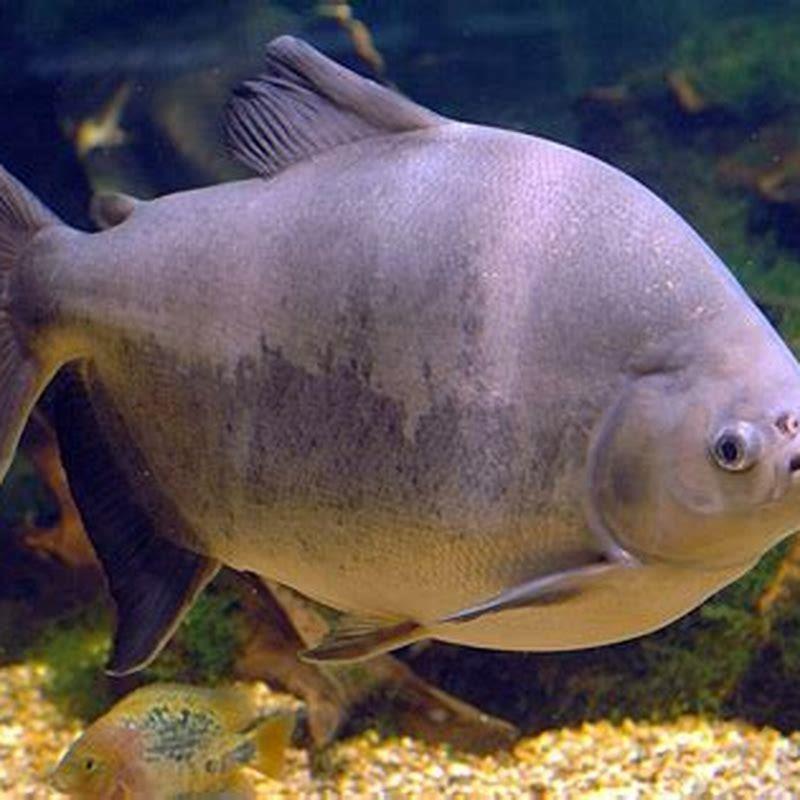 Can pacu live with other fish? - DIY Seattle