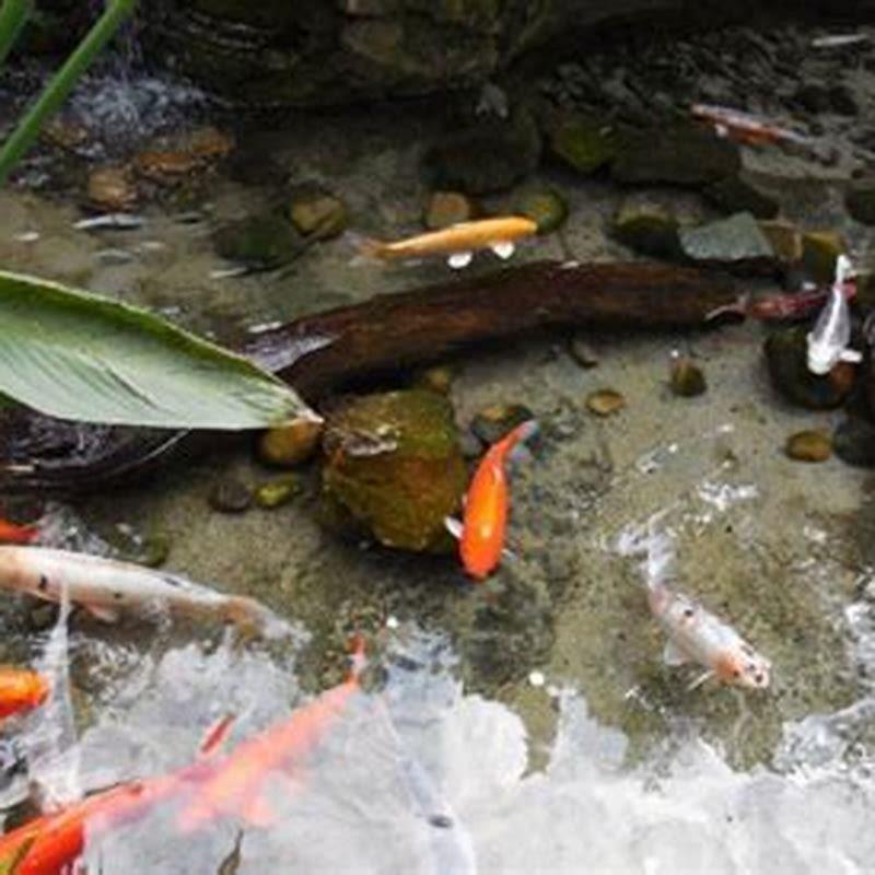 Can paradise fish live in a pond? DIY Seattle