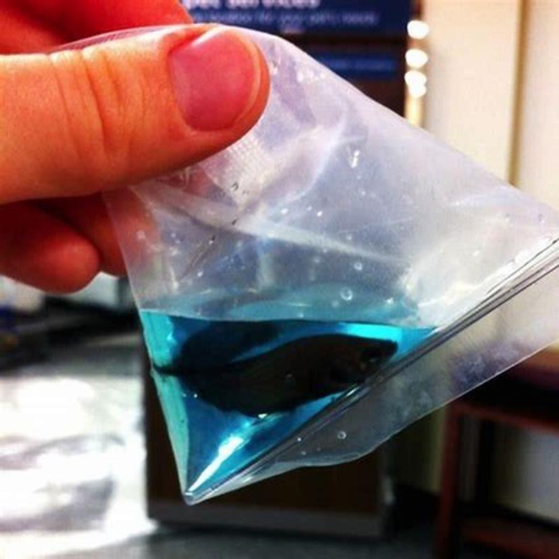 Can pet fish be shipped?