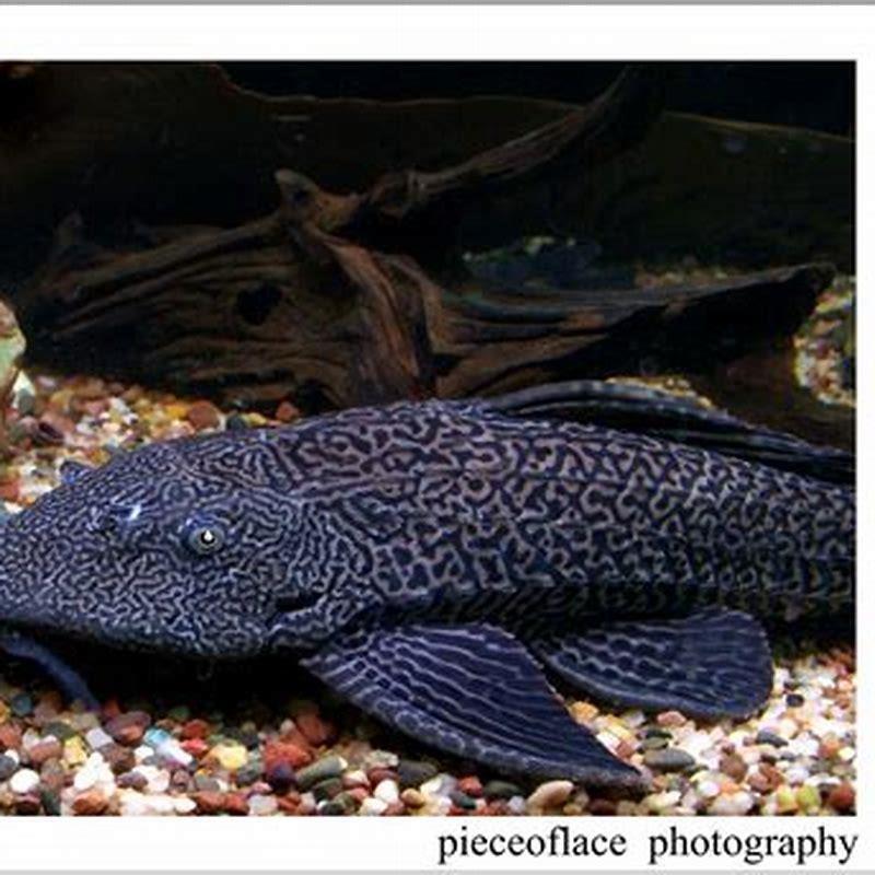 Can plecos survive out of water?