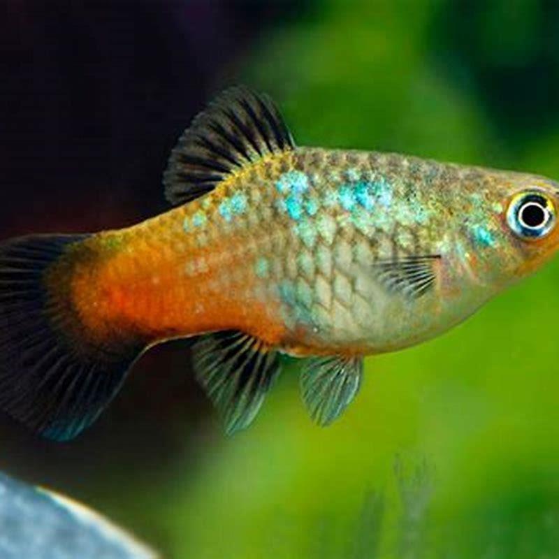 Can Rainbow fish live with platy? - DIY Seattle