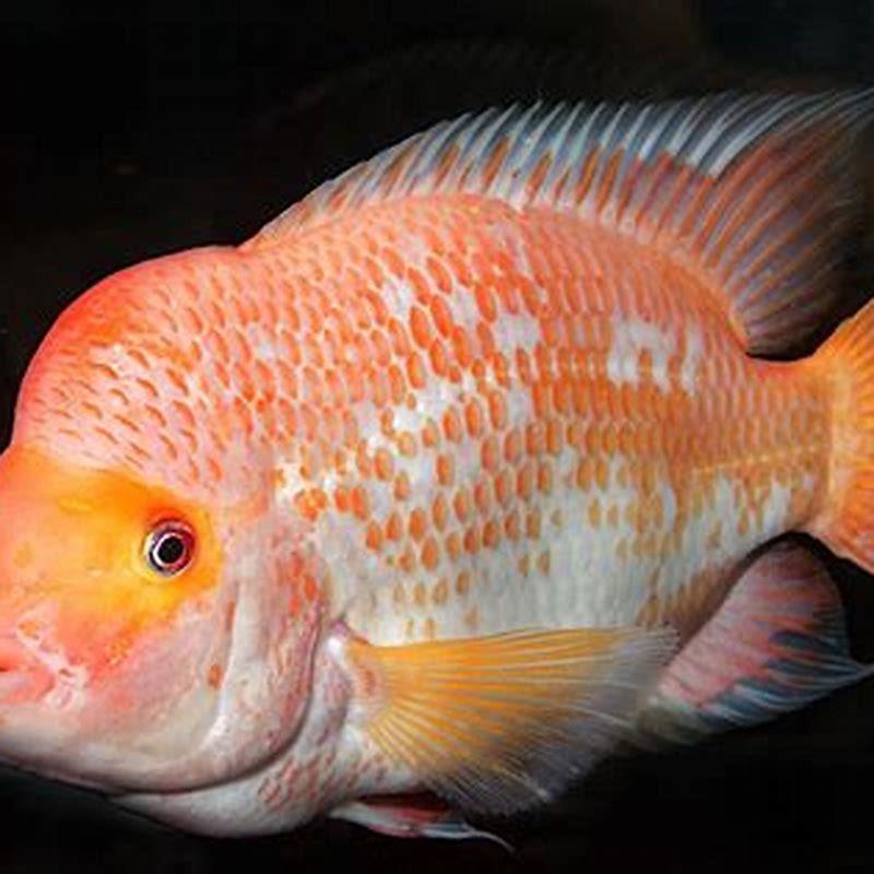 Can Red Devil cichlids live with other cichlids?
