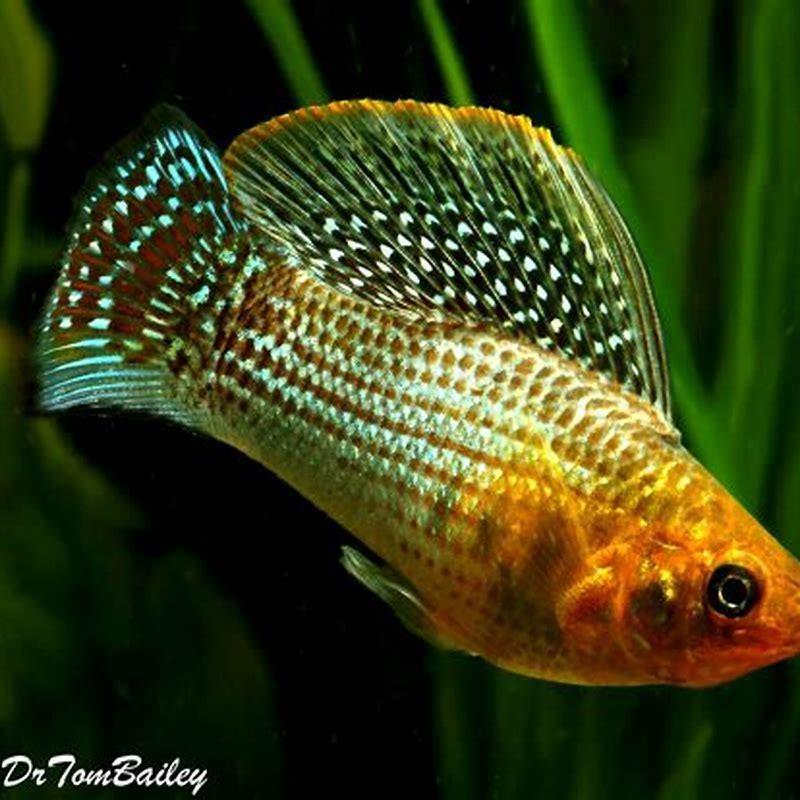 Can sailfin mollies live in freshwater?