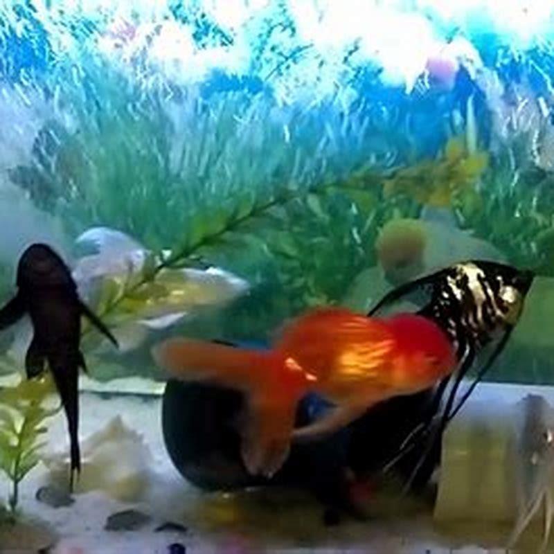 Can sharks live with angelfish?
