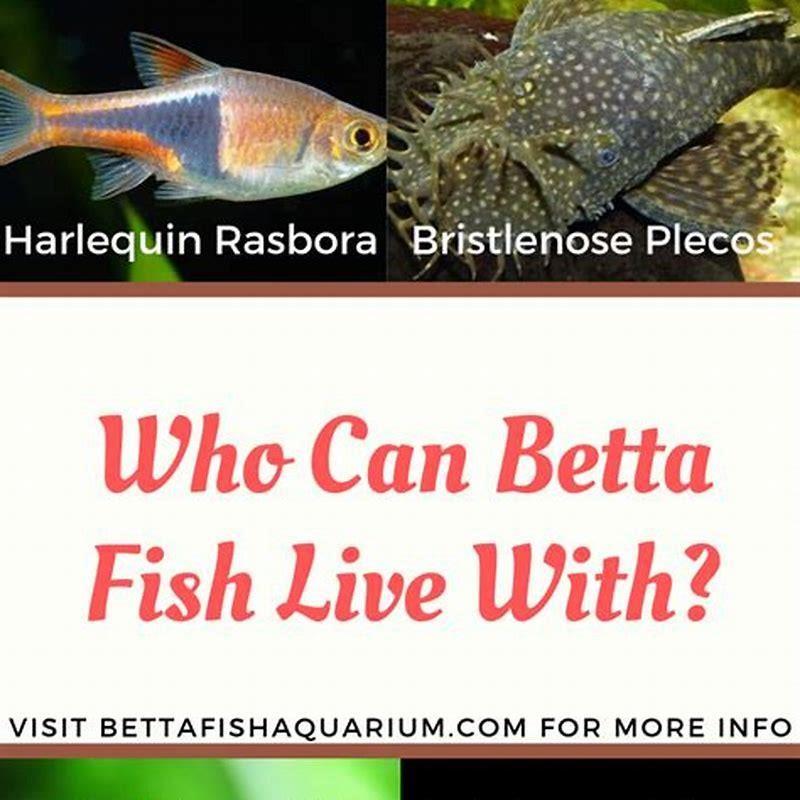 Can shrimp and loaches live together?