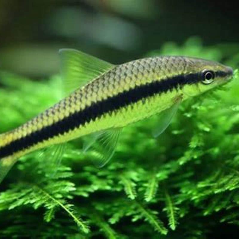 Can Siamese Algae Eaters live alone?