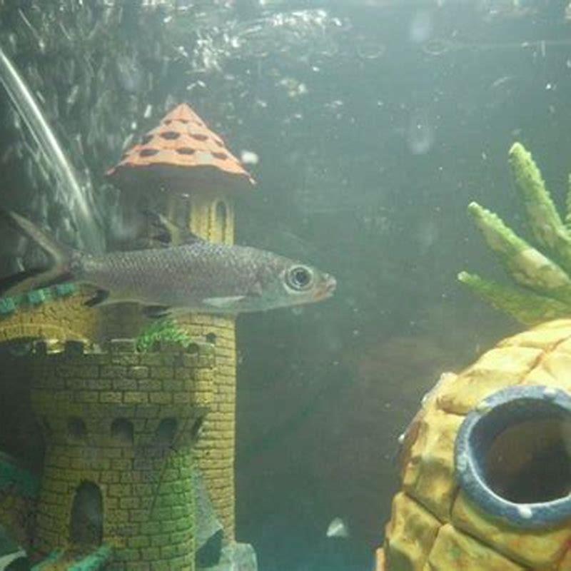 Can Silver Sharks live with other fish?