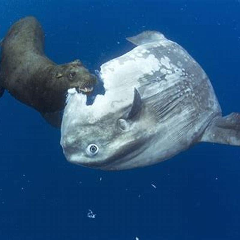Can sunfish be eaten?
