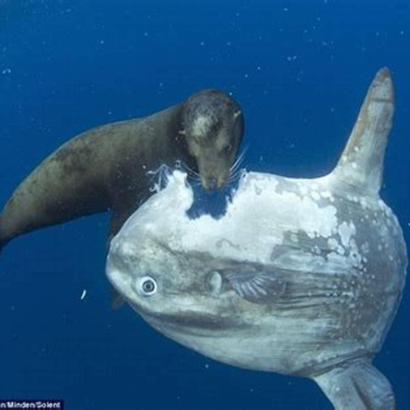 Can sunfish bite you?