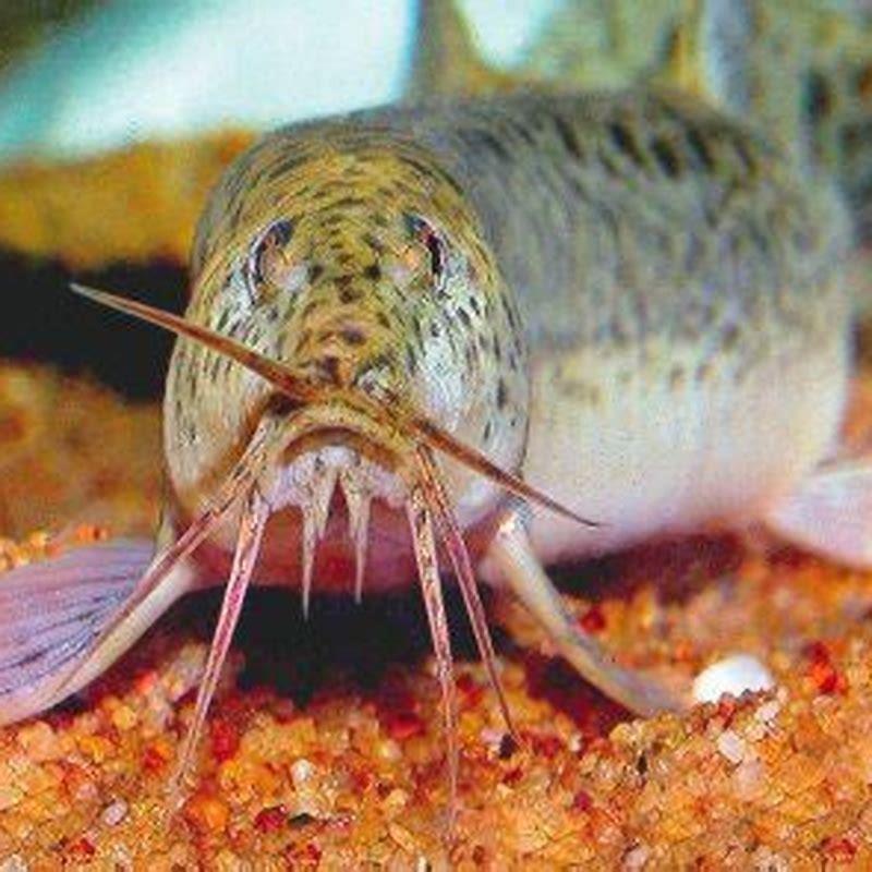 Can Weather loaches live together?