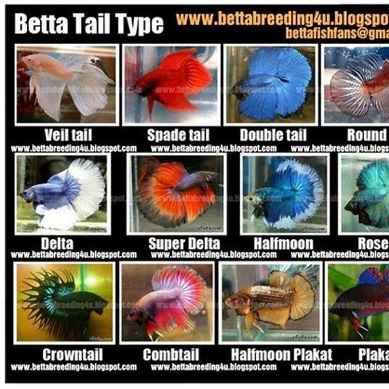 Can you breed any type of betta?