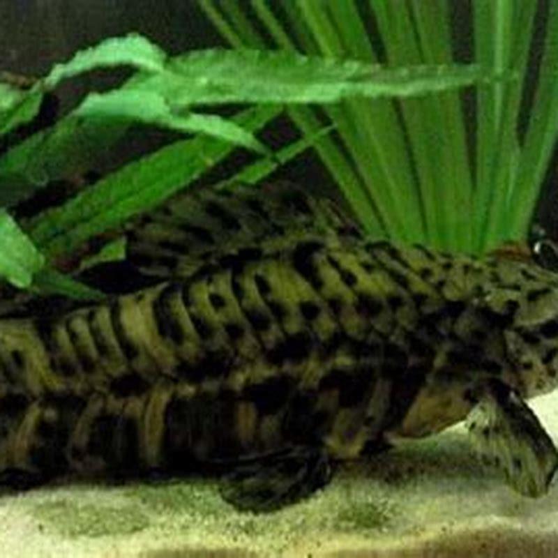 Can you breed hoplo catfish?