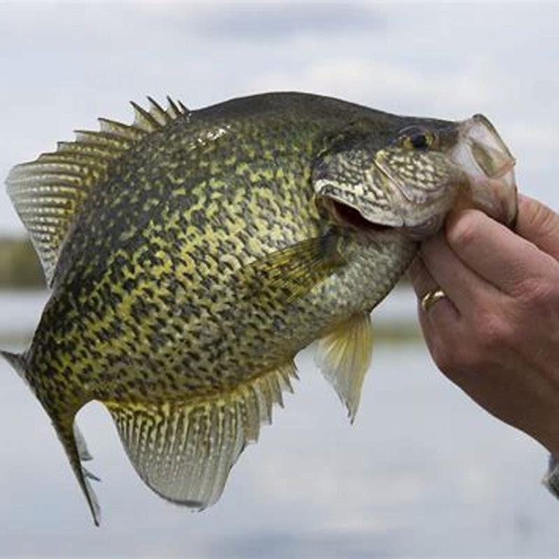 can-you-eat-freshwater-perch-diy-seattle