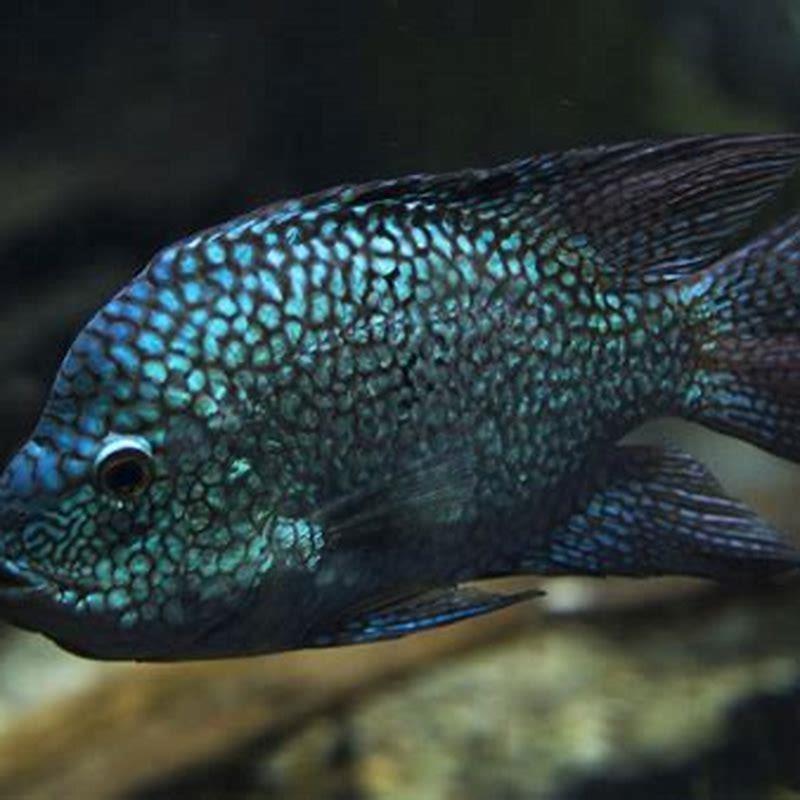 Can you eat Texas cichlids?