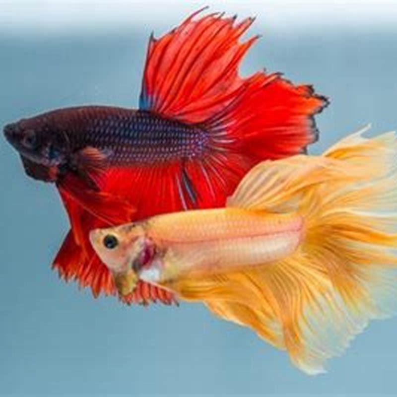 Can you get sick from eating a pet fish?