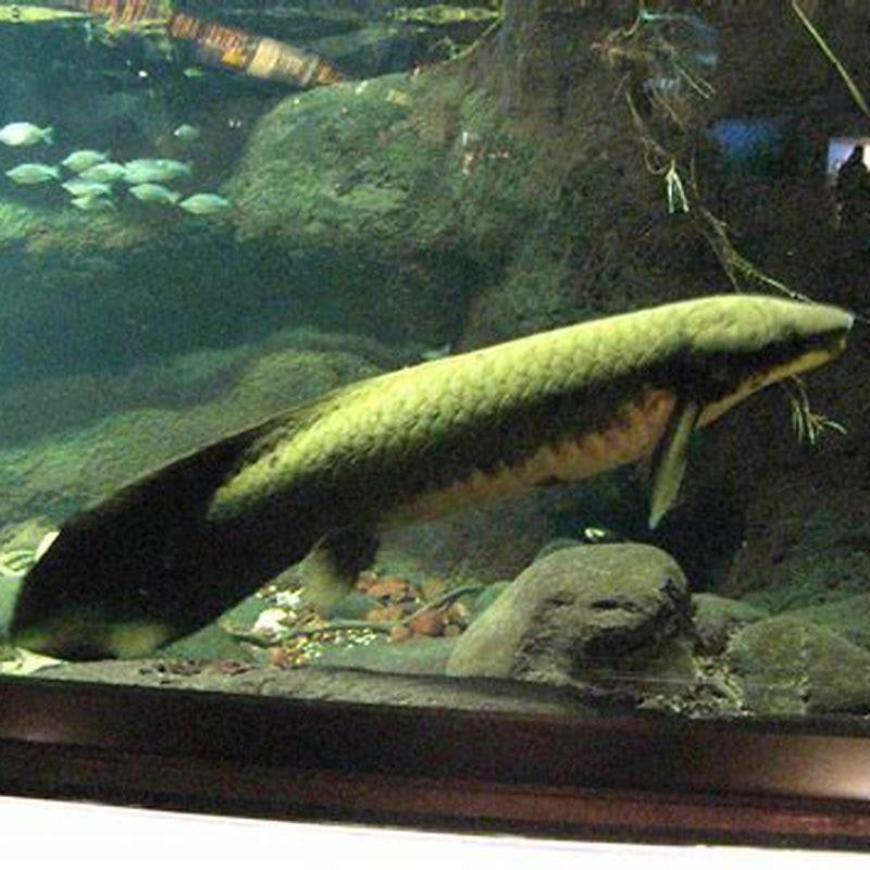 can-you-have-a-pet-lungfish-diy-seattle