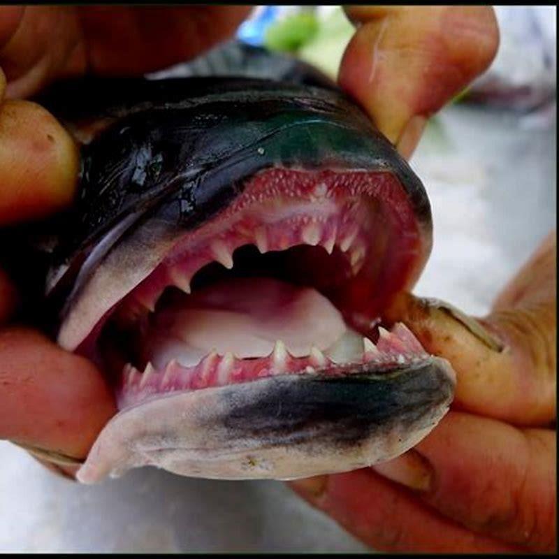Can you have a snakehead fish as a pet?