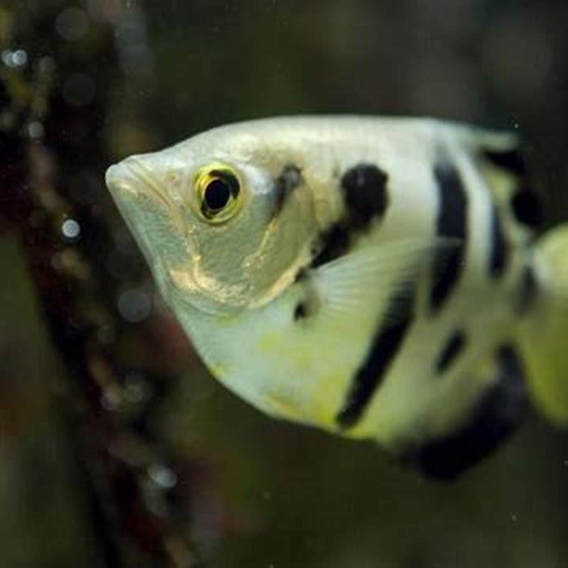 Can you have Archerfish as a pet?