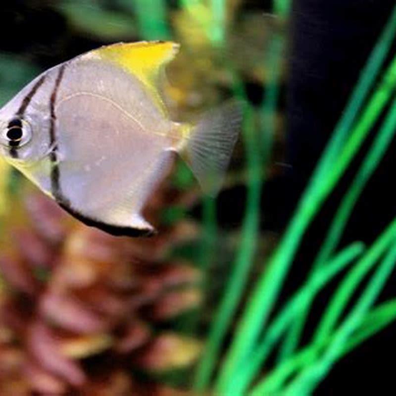 Can you have two diamond gobies?