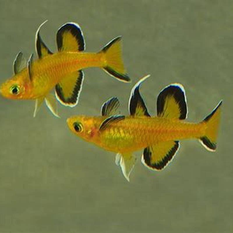 Can you keep a goby as a pet?