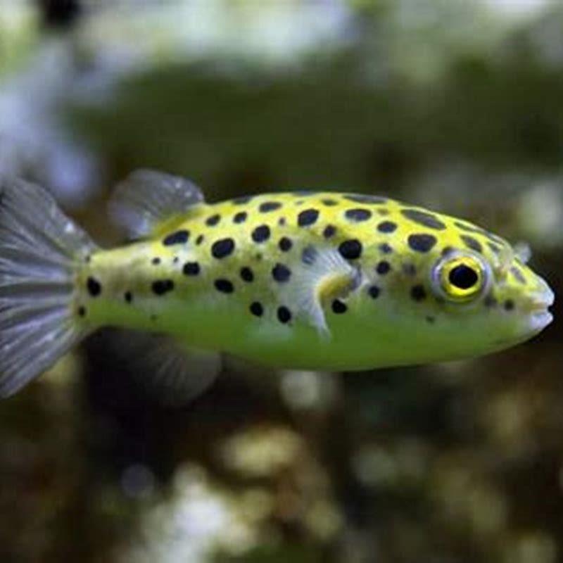 Can you keep a green spotted puffer in freshwater? - DIY Seattle