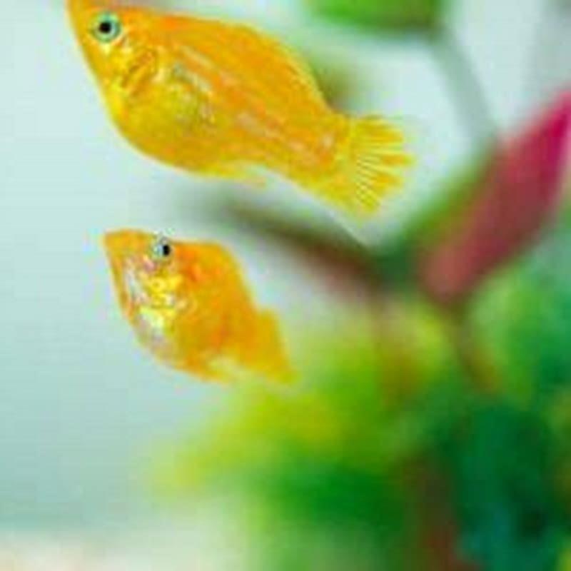 Can you keep a single molly fish?