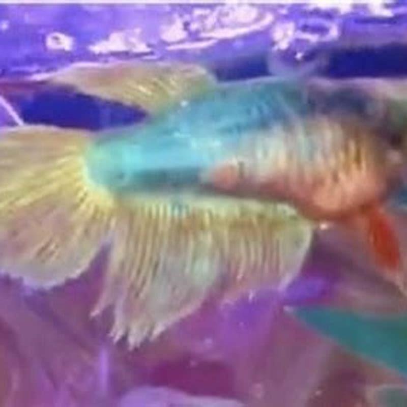 Can you keep a single Scarlet Badis?