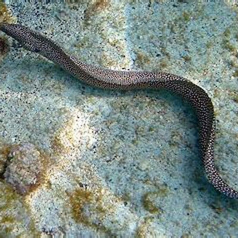 Can you keep anything with a fire eel?