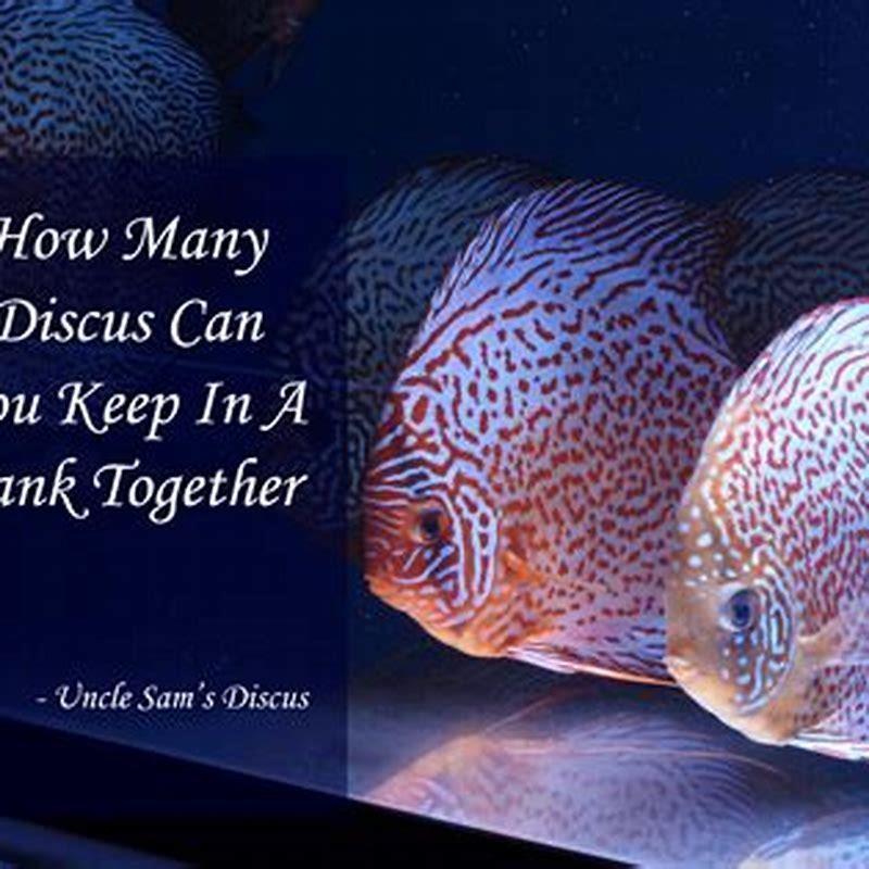 can-you-keep-discus-in-pairs-diy-seattle