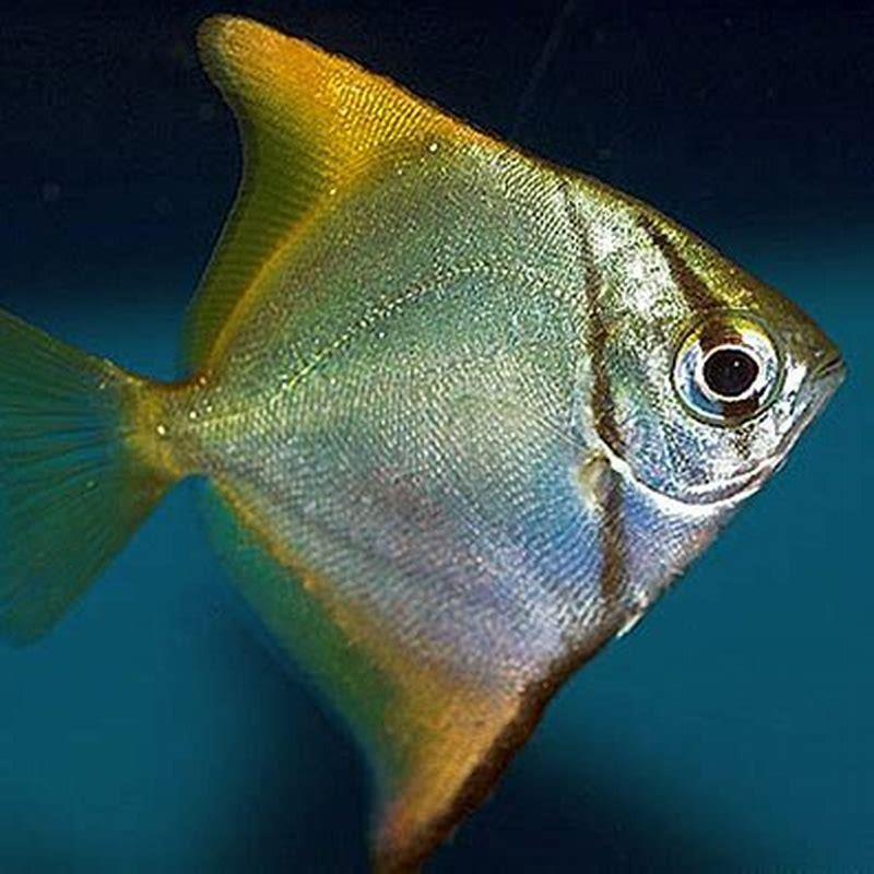Can you keep Mono argentus with cichlids?