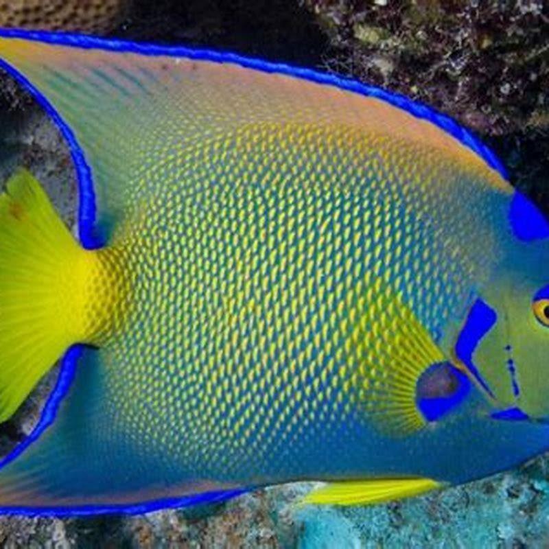 Can you keep multiple anthias?