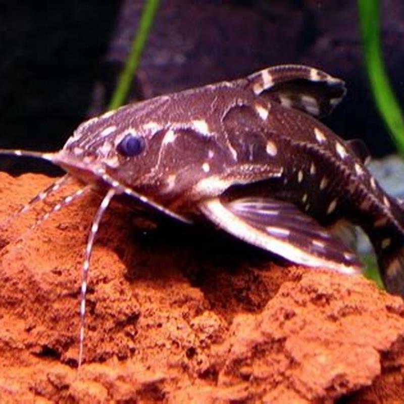 Can you keep multiple Raphael catfish together?