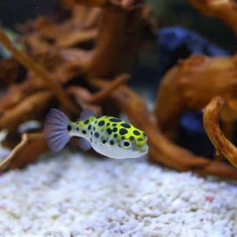 Can you keep puffer fish in aquarium? - DIY Seattle