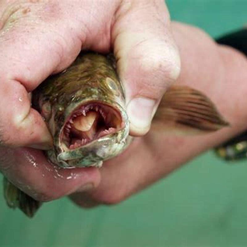 Can you kill armored catfish in Florida?