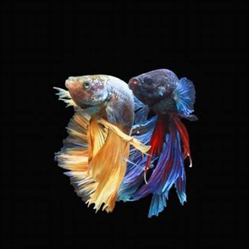 Can you make a betta fish less aggressive?