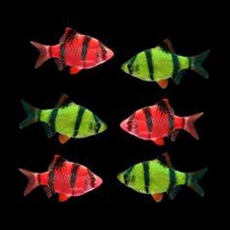 Can you mix different types of Apistogramma?
