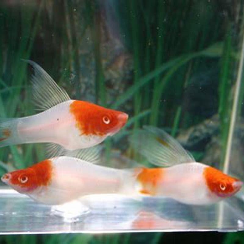 Can you mix swordtails?